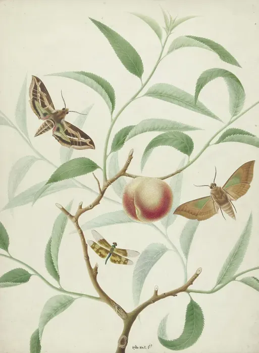 Framed Print : Peach on a branch with two exotic butterflies and a dragonfly, 1774-1842. Creator: Hermanus de Wit Framed Print : Peach on a branch with two exotic butterflies and a dragonfly, 1774-1842. Creator: Hermanus de Wit