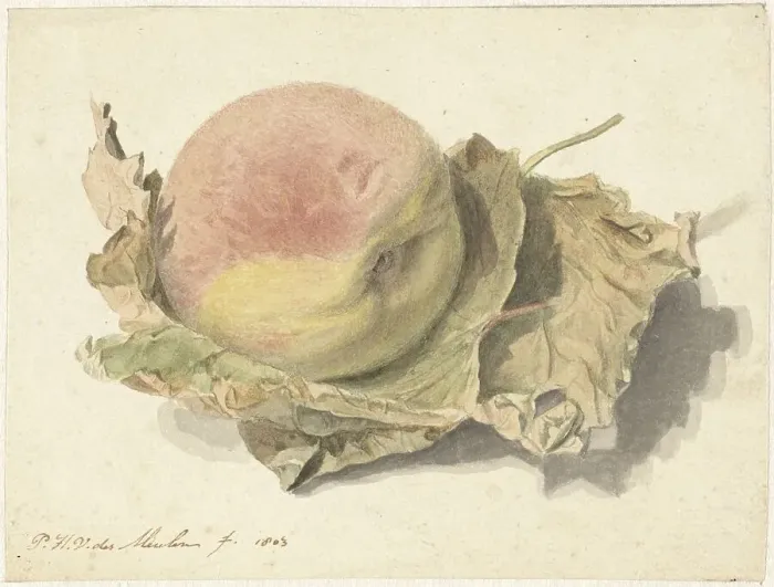 Framed Print : Peach on two leaves, 1803. Creator: Pieter van der Meulen Framed Print : Peach on two leaves, 1803. Creator: Pieter van der Meulen