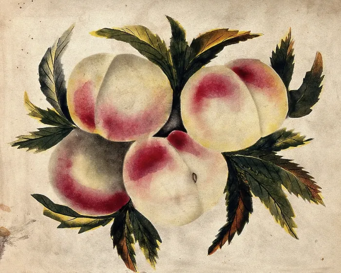 Framed Print : Peach (Prunus species): fruits and leaves. Creator: Unknown Framed Print : Peach (Prunus species): fruits and leaves. Creator: Unknown