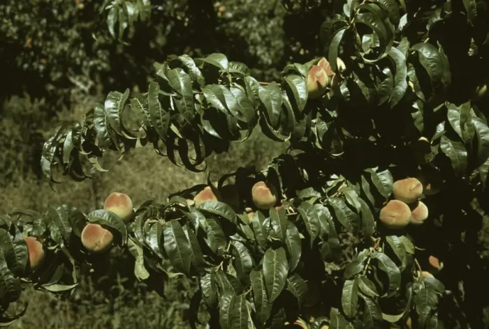 Framed Print : Peach trees in an orchard, Delta County, Colo. 1940. Creator: Russell Lee Framed Print : Peach trees in an orchard, Delta County, Colo. 1940. Creator: Russell Lee