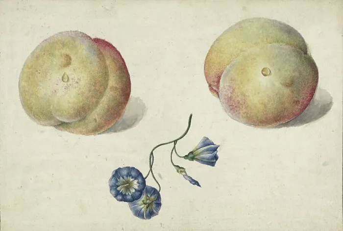 Framed Print : Two peaches and a flower, 1792-1861. Creator: Georgius Jacobus Johannes van Os Framed Print : Two peaches and a flower, 1792-1861. Creator: Georgius Jacobus Johannes van Os