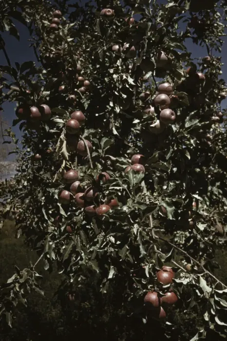 Framed Print : Peaches [i. e. apples] on a tree, orchard in Delta County, Colo. 1940. Creator: Russell Lee