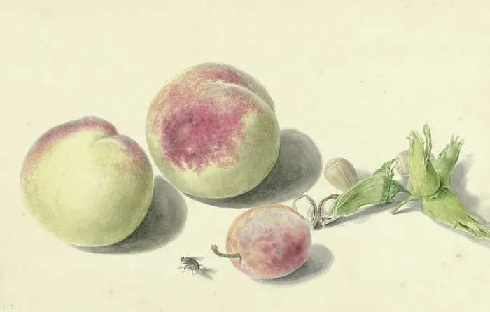 Framed Print : Peaches, nuts, a plum and a fly, 1818-1853. Creator: Elisabeth Geertruida van de Kasteele Framed Print : Peaches, nuts, a plum and a fly, 1818-1853. Creator: Elisabeth Geertruida van de Kasteele