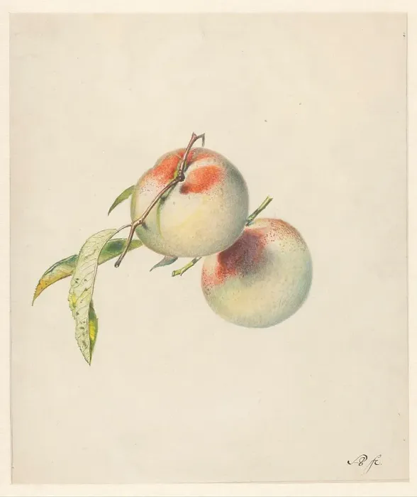 Framed Print : Two peaches on their stems, 1824-1900. Creator: Albertus Steenbergen Framed Print : Two peaches on their stems, 1824-1900. Creator: Albertus Steenbergen