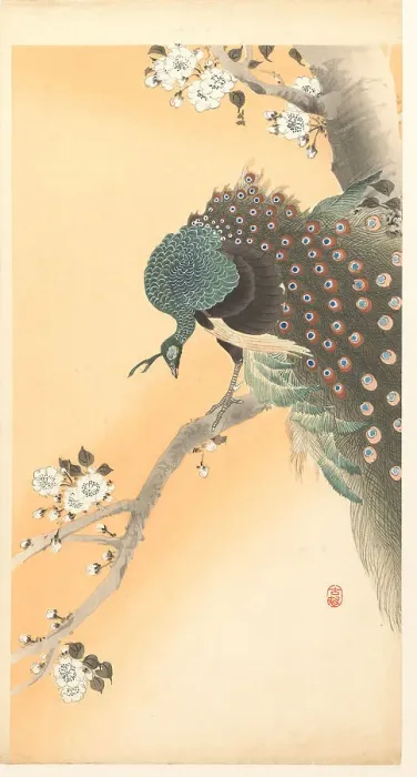 Framed Print : Peacock on cherry tree. Creator: Ohara, Koson (1877-1945) Framed Print : Peacock on cherry tree. Creator: Ohara, Koson (1877-1945)