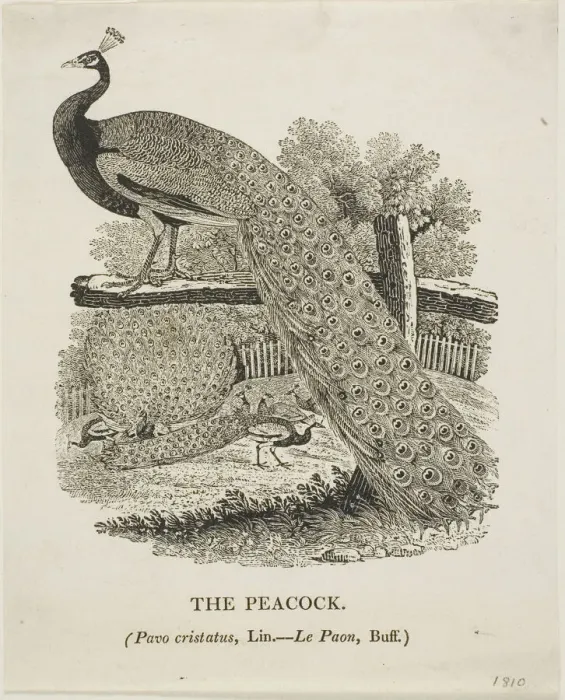 Framed Print : Peacock, n. d. Creator: Thomas Bewick Framed Print : Peacock, n. d. Creator: Thomas Bewick