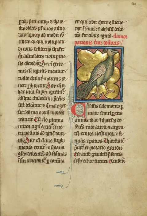 Framed Print : A Peacock; De Natura Avium; De Pastoribus et Ovibus; Bestiarium, 1277 or after. Creator: Unknown Framed Print : A Peacock; De Natura Avium; De Pastoribus et Ovibus; Bestiarium, 1277 or after. Creator: Unknown