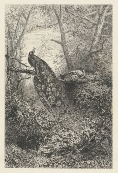 Framed Print : Peacocks on a Branch, ca. 1860. Creator: Karl Bodmer Framed Print : Peacocks on a Branch, ca. 1860. Creator: Karl Bodmer