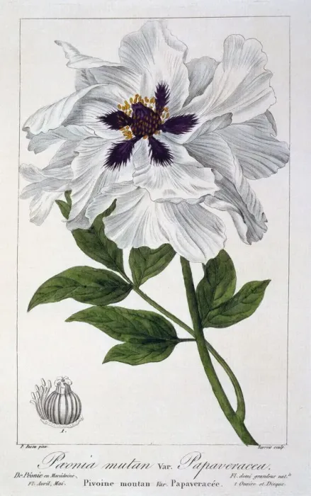 Framed Print : Peaeonia Suffruticosa, pub. 1836. Creator: Panacre Bessa (1772-1846) Framed Print : Peaeonia Suffruticosa, pub. 1836. Creator: Panacre Bessa (1772-1846)
