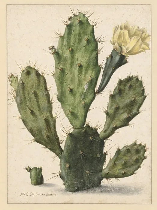Framed Print : Pear Cactus in Bloom, 1683. Creator: Herman Saftleven the Younger Framed Print : Pear Cactus in Bloom, 1683. Creator: Herman Saftleven the Younger