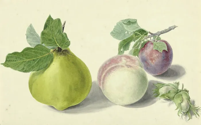 Framed Print : A pear, peach, plum and nuts, 1818-1853. Creator: Elisabeth Geertruida van de Kasteele Framed Print : A pear, peach, plum and nuts, 1818-1853. Creator: Elisabeth Geertruida van de Kasteele
