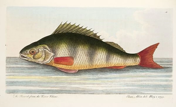 The Pearch from the River Rhine, from A Treatise on Fish and Fish-ponds, pub. 1832