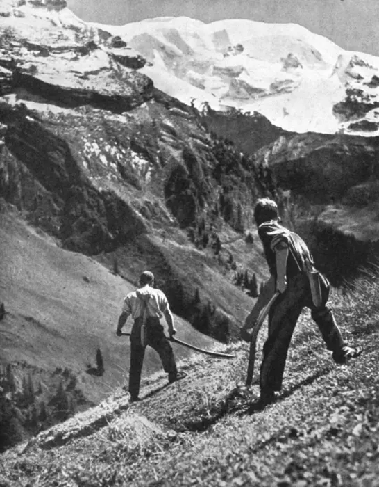 Framed Print : Peasant farmers haymaking at the glacier foot, Switzerland. 1936. Artist: F Hutzli Framed Print : Peasant farmers haymaking at the glacier foot, Switzerland. 1936. Artist: F Hutzli