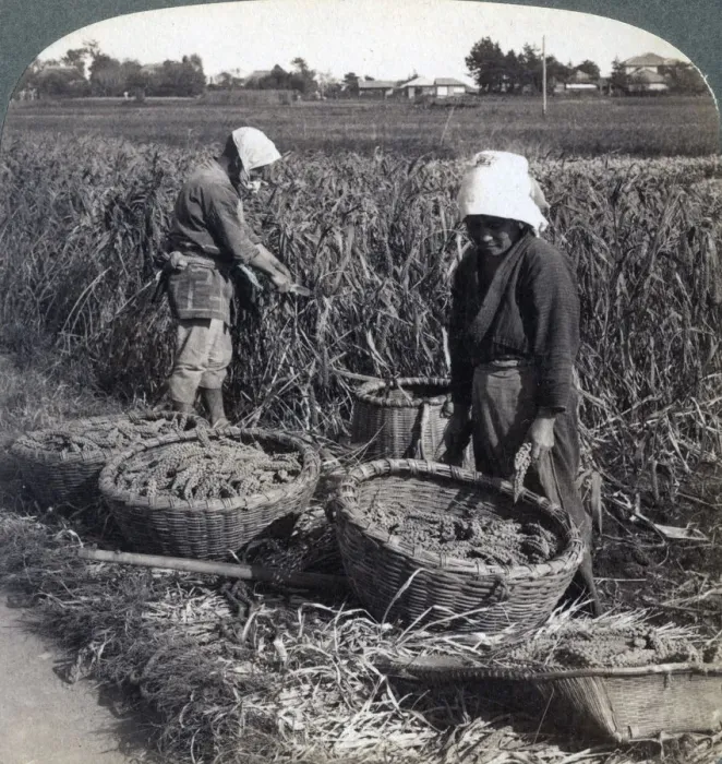 Framed Print : Peasants cutting millet, near Yokohama, Japan, 1904. Artist: Underwood & Underwood Framed Print : Peasants cutting millet, near Yokohama, Japan, 1904. Artist: Underwood & Underwood