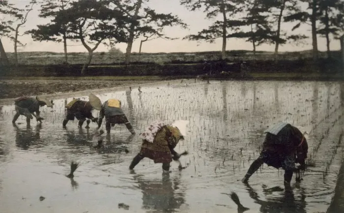 Framed Print : Five peasants re-planting rice in a paddy field, 1890 s. Creator: Japanese Photographer Framed Print : Five peasants re-planting rice in a paddy field, 1890 s. Creator: Japanese Photographer