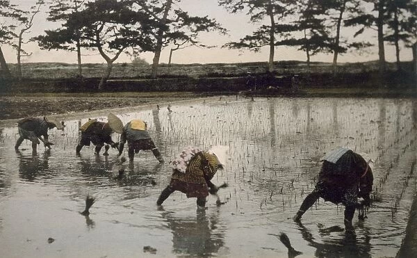 Five peasants re-planting rice in a paddy field, 1890 s. Creator: Japanese Photographer