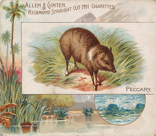 Peccary, from Quadrupeds series (N41) for Allen & Ginter Cigarettes, 1890