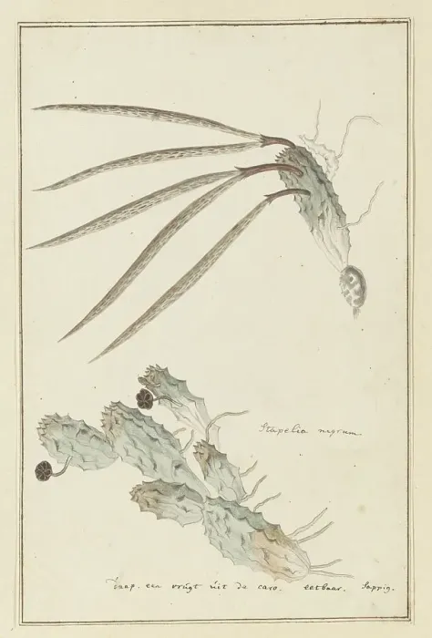 Framed Print : Pectinaria articulata (Ait.) Haw. 1777-1786. Creator: Robert Jacob Gordon Framed Print : Pectinaria articulata (Ait.) Haw. 1777-1786. Creator: Robert Jacob Gordon