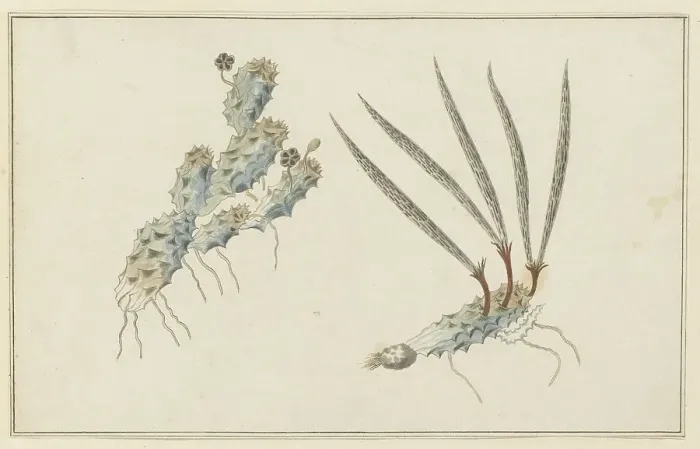 Framed Print : Pectinaria articulata (Ait.) (Stapelia Nigrum), 1777-1786. Creator: Robert Jacob Gordon Framed Print : Pectinaria articulata (Ait.) (Stapelia Nigrum), 1777-1786. Creator: Robert Jacob Gordon