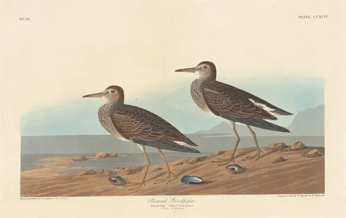 Framed Print : Pectoral Sandpiper, 1836. Creator: Robert Havell