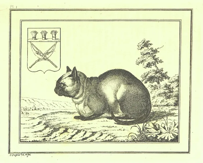 Framed Print : A peculiar species of the domestic Cat, 1793, (1812). Creator: Christian Gottfried Heinrich Geissler Framed Print : A peculiar species of the domestic Cat, 1793, (1812). Creator: Christian Gottfried Heinrich Geissler