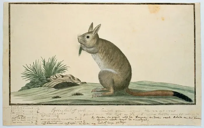 Framed Print : Pedetes cafer (South African springhare), 1778. Creator: Robert Jacob Gordon Framed Print : Pedetes cafer (South African springhare), 1778. Creator: Robert Jacob Gordon