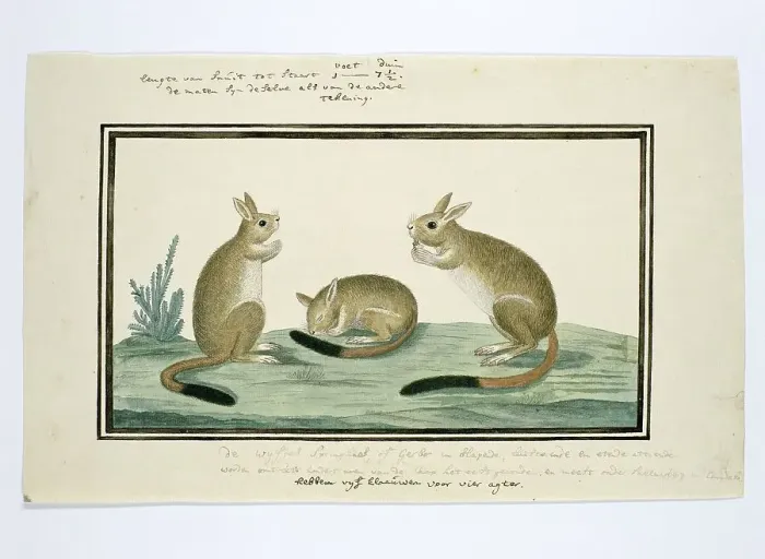 Framed Print : Pedetes cafer (South African springhare), 1778-1779. Creator: Robert Jacob Gordon Framed Print : Pedetes cafer (South African springhare), 1778-1779. Creator: Robert Jacob Gordon