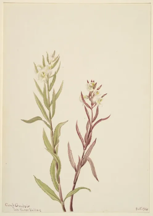 Framed Print : Pedicularis raremosa, 1904. Creator: Mary Vaux Walcott Framed Print : Pedicularis raremosa, 1904. Creator: Mary Vaux Walcott