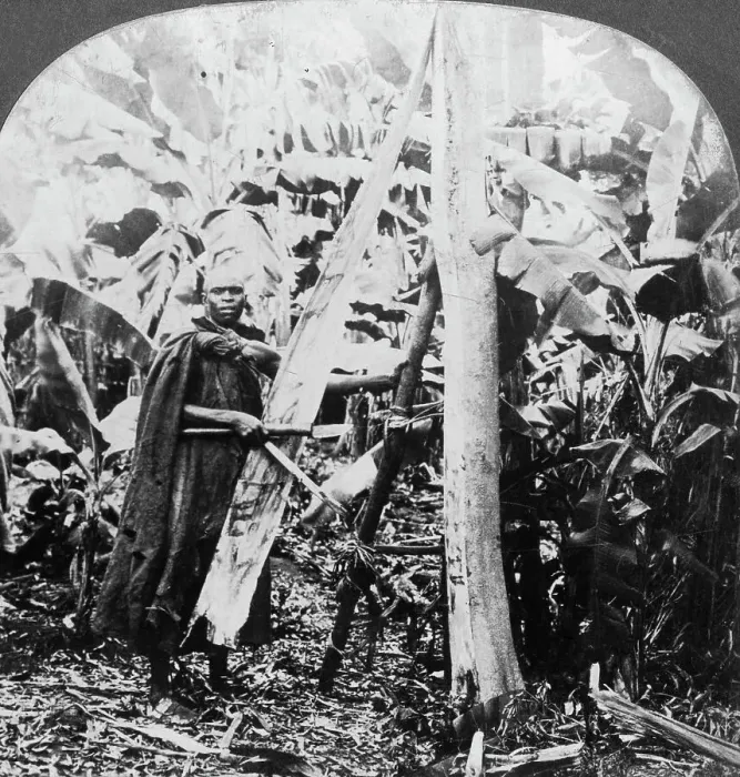 Framed Print : Peeling bark for making bark cloth, Uganda, late 19th or early 20th century. Artist: Keystone View Company Framed Print : Peeling bark for making bark cloth, Uganda, late 19th or early 20th century. Artist: Keystone View Company