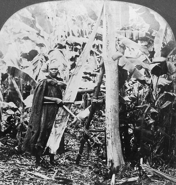 Peeling bark for making bark cloth, Uganda, late 19th or early 20th century. Artist: Keystone View Company