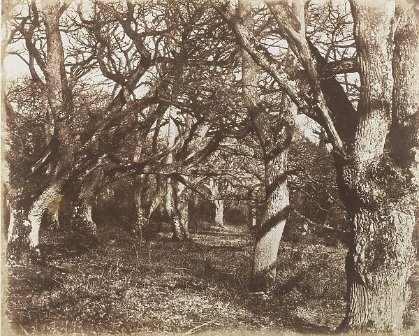 A Peep in Leigh Woods, 1853-56. Creator: James Knight