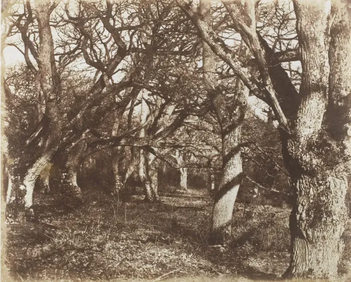 Framed Print : A Peep in Leigh Woods, 1853-56. Creator: James Knight Framed Print : A Peep in Leigh Woods, 1853-56. Creator: James Knight
