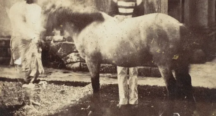 Framed Print : My Pegu Pony, 1858-61. Creator: Unknown Framed Print : My Pegu Pony, 1858-61. Creator: Unknown