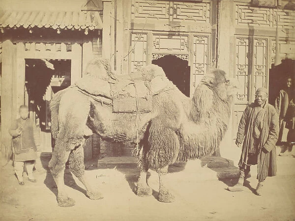 Pekin. No. 923, 1867. Creator: Attributed to Lai Fong