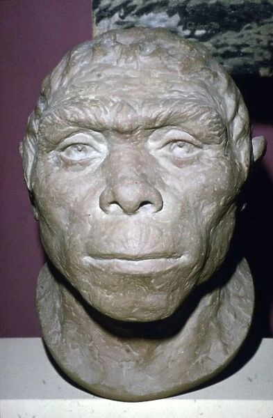 Peking Man, Reconstruction of Head from fossil evidence, c20th century