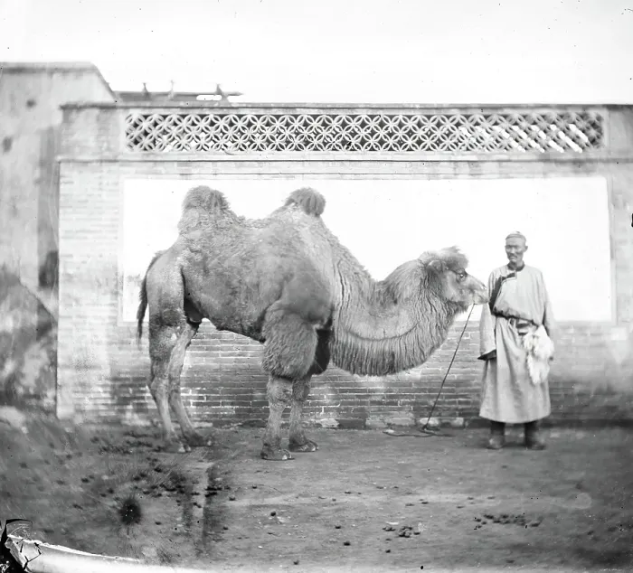 Framed Print : Peking, Pechili province, China: a camel with its owner, 1871. Creator: John Thomson Framed Print : Peking, Pechili province, China: a camel with its owner, 1871. Creator: John Thomson