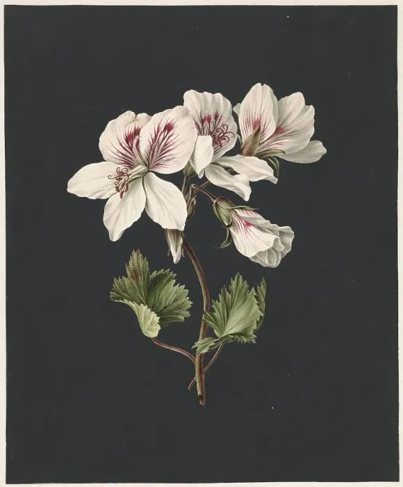 Framed Print : Pelargonium album Bicolor, 1830. Creator: M. de Gijselaar Framed Print : Pelargonium album Bicolor, 1830. Creator: M. de Gijselaar