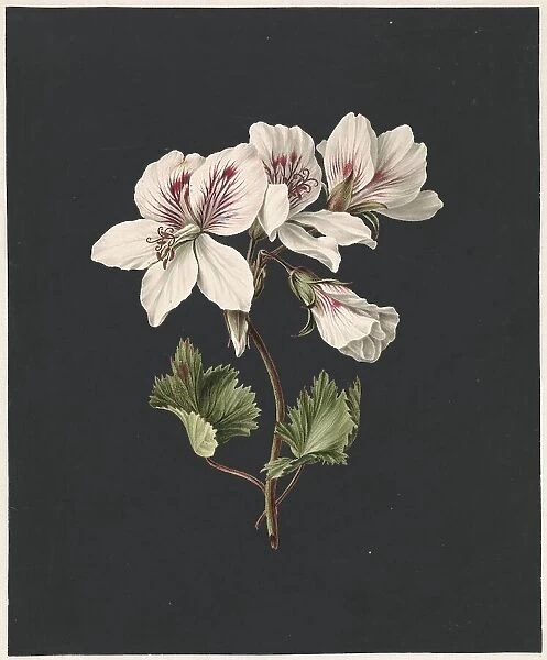 Pelargonium album Bicolor, 1830. Creator: M. de Gijselaar