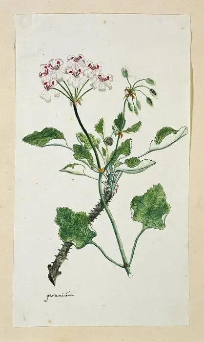 Framed Print : Pelargonium echinatum W. Curtis (Prickly-stemmed pelargonium), 1777-1786. Creator: Robert Jacob Gordon Framed Print : Pelargonium echinatum W. Curtis (Prickly-stemmed pelargonium), 1777-1786. Creator: Robert Jacob Gordon