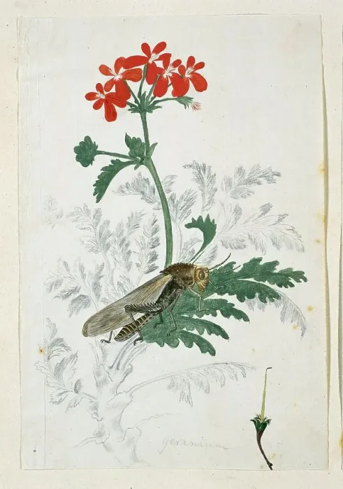 Framed Print : Pelargonium fulgidum L'Hérit, with a Gryllida (cricket), 1777-1786. Creator: Robert Jacob Gordon Framed Print : Pelargonium fulgidum L'Hérit, with a Gryllida (cricket), 1777-1786. Creator: Robert Jacob Gordon