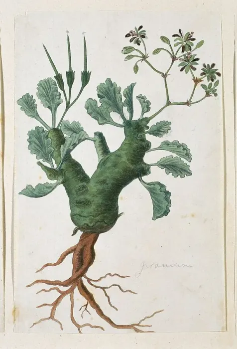 Framed Print : Pelargonium klinghartense Knuth, 1777-1786. Creator: Robert Jacob Gordon Framed Print : Pelargonium klinghartense Knuth, 1777-1786. Creator: Robert Jacob Gordon