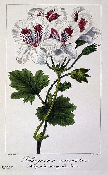 Pelargonium Macranthon, pub. 1836. Creator: Panacre Bessa (1772-1846)