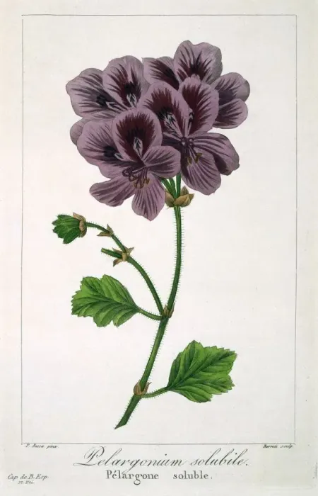 Framed Print : Pelargonium, pub. 1836. Creator: Panacre Bessa (1772-1846) Framed Print : Pelargonium, pub. 1836. Creator: Panacre Bessa (1772-1846)