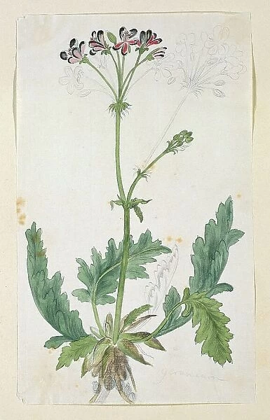 Pelargonium pulchellum Sims (Nonesuch pelargonium), 1777-1786. Creator: Robert Jacob Gordon