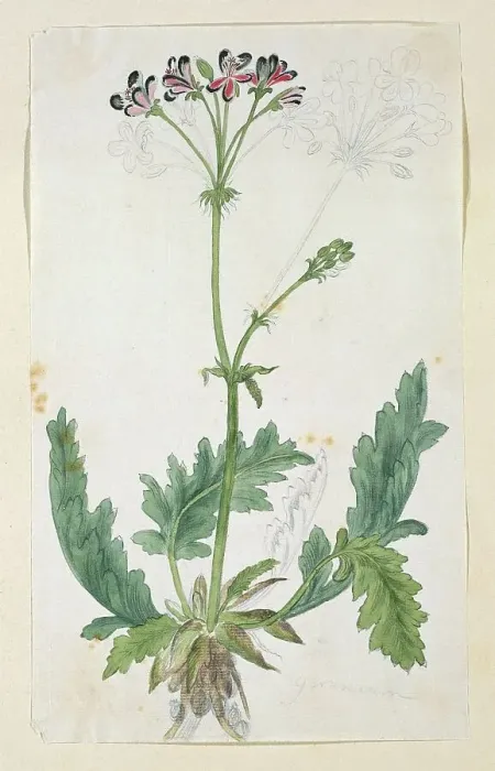 Framed Print : Pelargonium pulchellum Sims (Nonesuch pelargonium), 1777-1786. Creator: Robert Jacob Gordon Framed Print : Pelargonium pulchellum Sims (Nonesuch pelargonium), 1777-1786. Creator: Robert Jacob Gordon