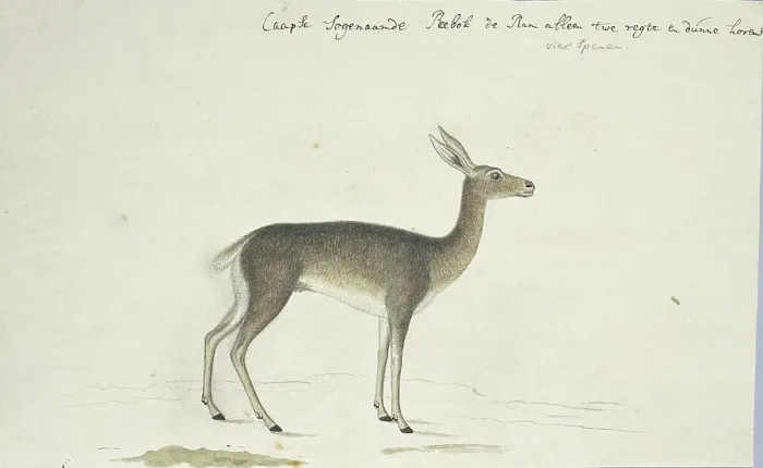 Framed Print : Pelea capreolus (Grey rhebok), 1777-1786. Creator: Robert Jacob Gordon Framed Print : Pelea capreolus (Grey rhebok), 1777-1786. Creator: Robert Jacob Gordon