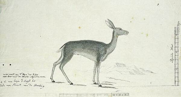 Pelea capreolus (Grey rhebok), 1777-1786. Creator: Robert Jacob Gordon
