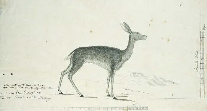 Framed Print : Pelea capreolus (Grey rhebok), 1777-1786. Creator: Robert Jacob Gordon Framed Print : Pelea capreolus (Grey rhebok), 1777-1786. Creator: Robert Jacob Gordon
