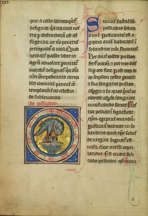Framed Print : A Pelican Feeding her Young; De Natura Avium; De Pastoribus et Ovibus, 1277 or after. Creator: Unknown Framed Print : A Pelican Feeding her Young; De Natura Avium; De Pastoribus et Ovibus, 1277 or after. Creator: Unknown