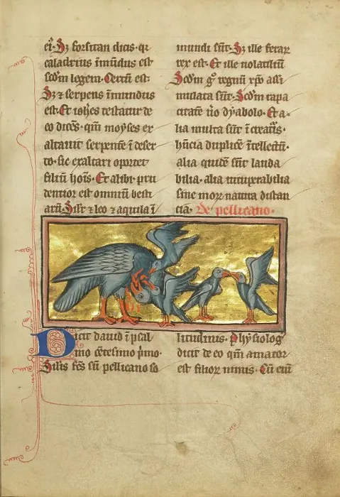 Framed Print : A Pelican Feeding her Young; De Natura Avium; De Pastoribus et Ovibus; Bestiarium, 1277 or after. Creator: Unknown Framed Print : A Pelican Feeding her Young; De Natura Avium; De Pastoribus et Ovibus; Bestiarium, 1277 or after. Creator: Unknown